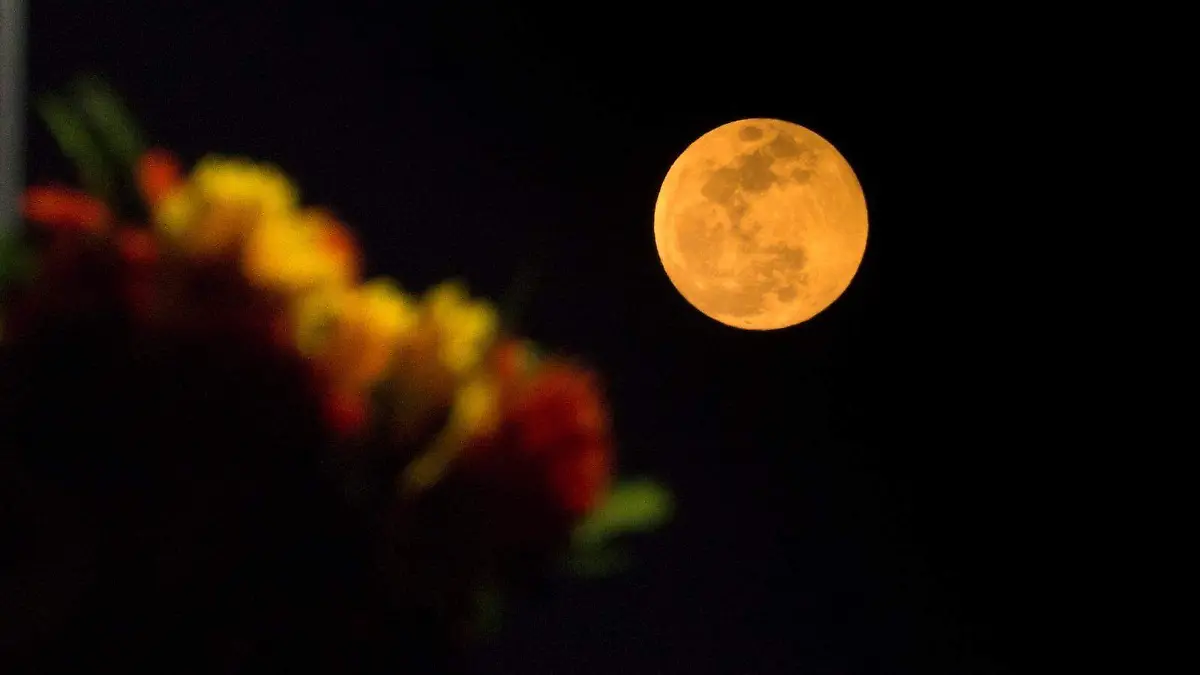 Conejo en la luna